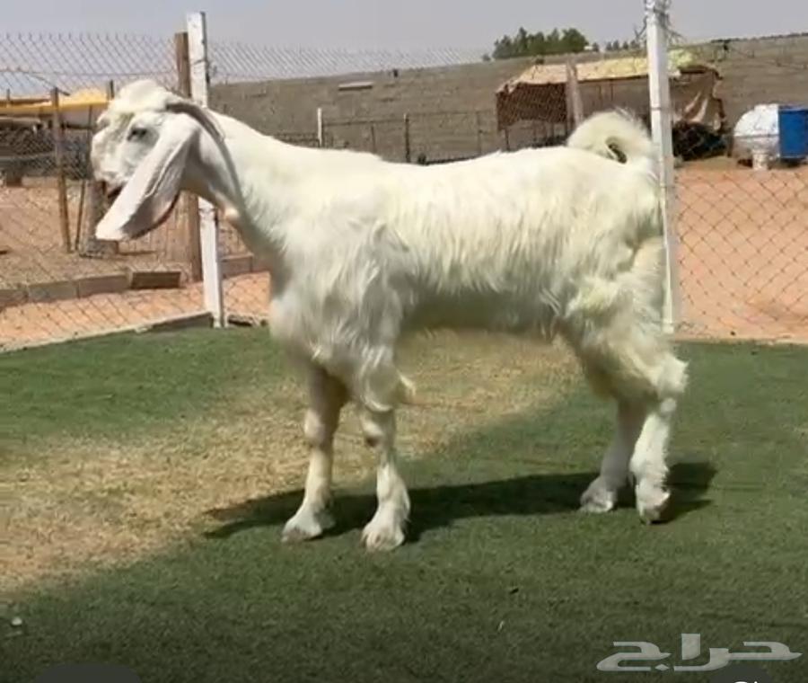 مشروع تيس مصري ابيض64516339597059110