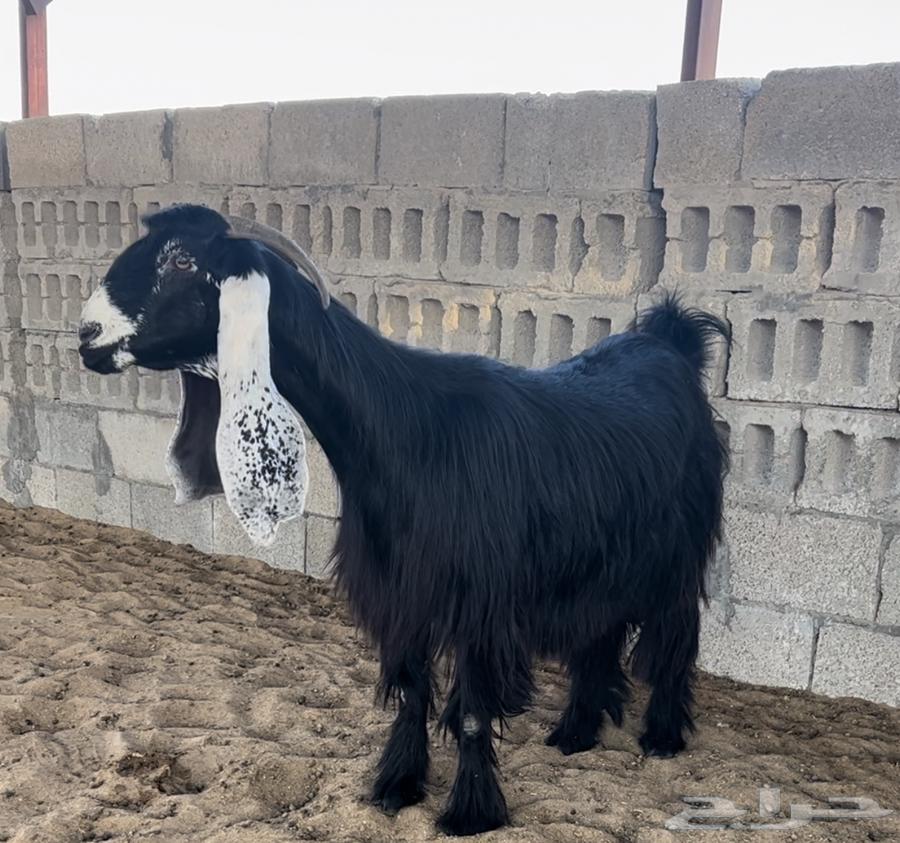 للبيع عنزين عوارض خصصم .. تم البيع64511926430978113