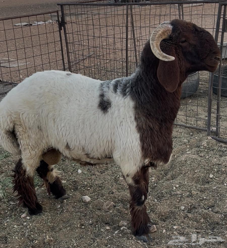 للبيع طلي جذع64513043657475110