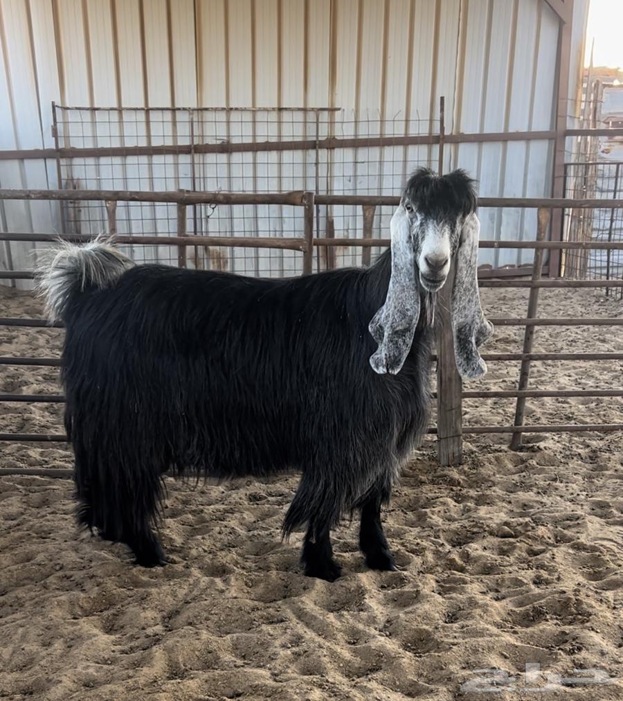 للبيع عنزين عوارض خصصم .. تم البيع64511926430978111