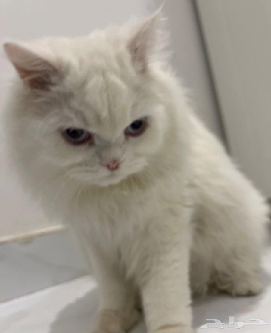 قطط للبيع الوحده ب 300 العمر سنه64512455163779110