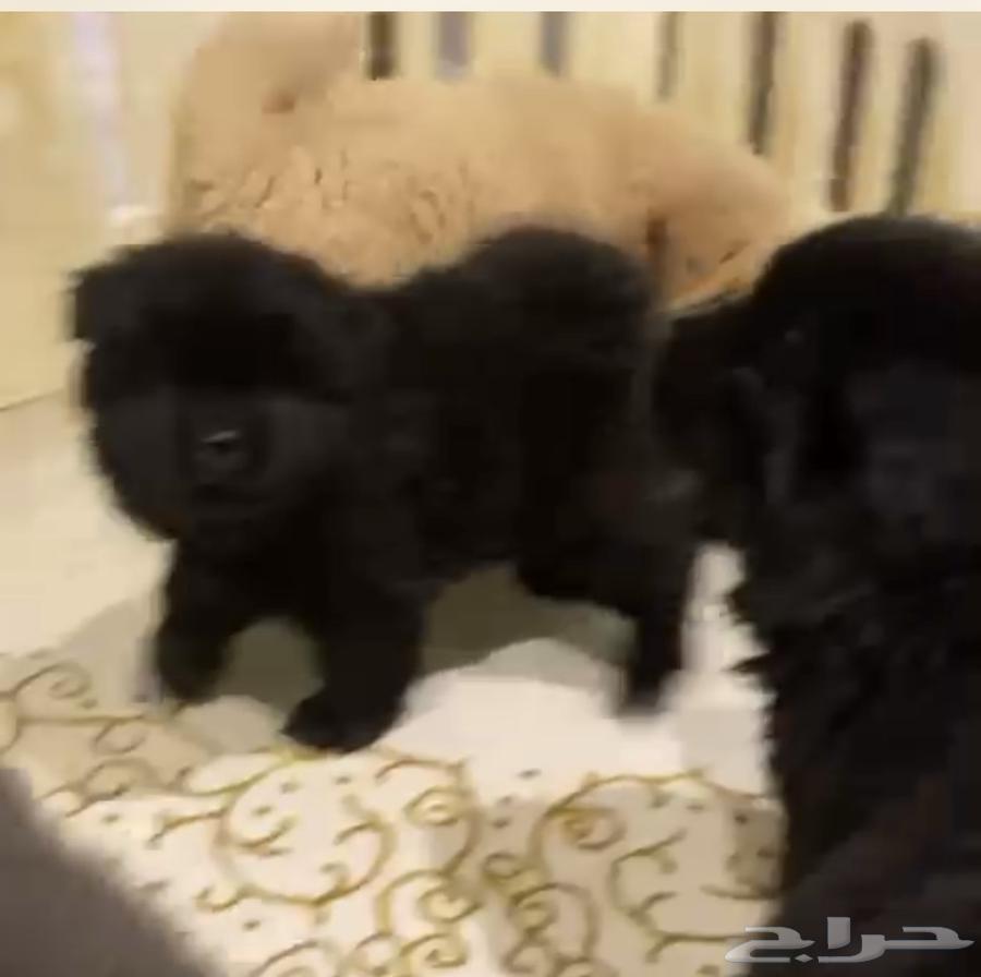Chow Chow Puppies64511071499267112