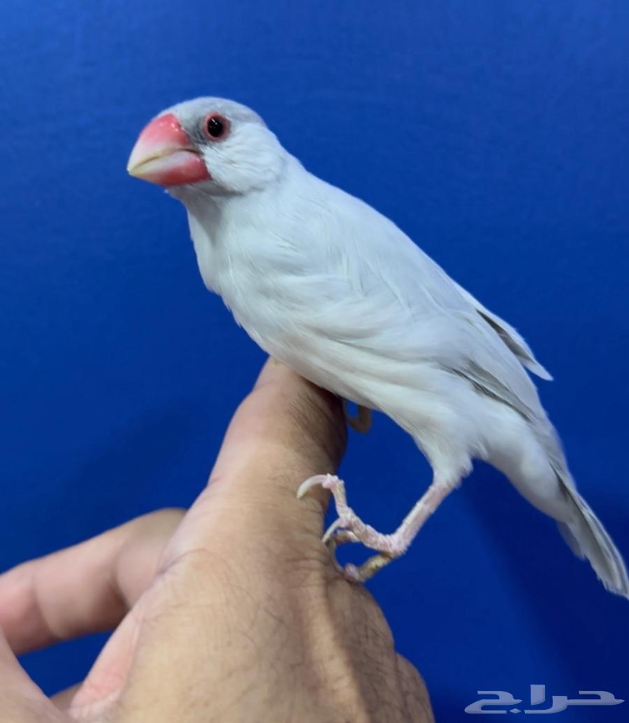 Java Silver Breeding64510986659329110