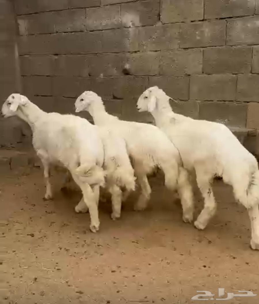 خرفان للبيع64516554103937111
