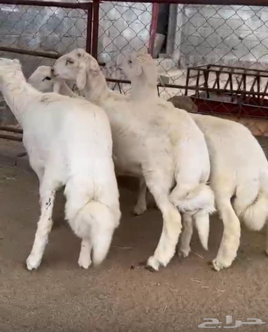 خرفان للبيع64516554103937110