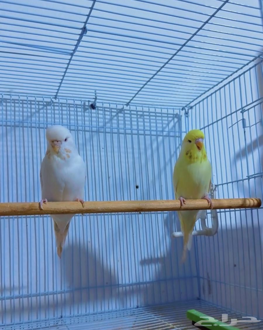 زوج بادجي هولندي منتج64518395000707111