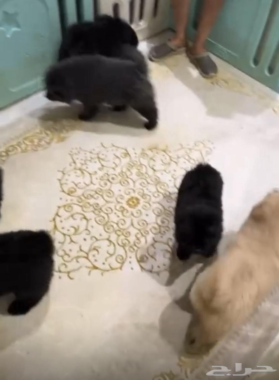 Chow Chow Puppies64511071499267114