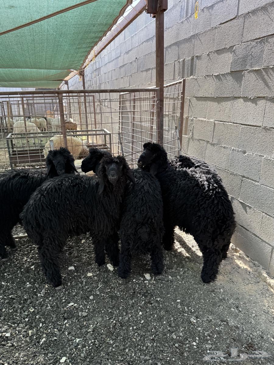 طليان نعيم عرب الإعمار 4 5 شهور تم البيع64512469190913112