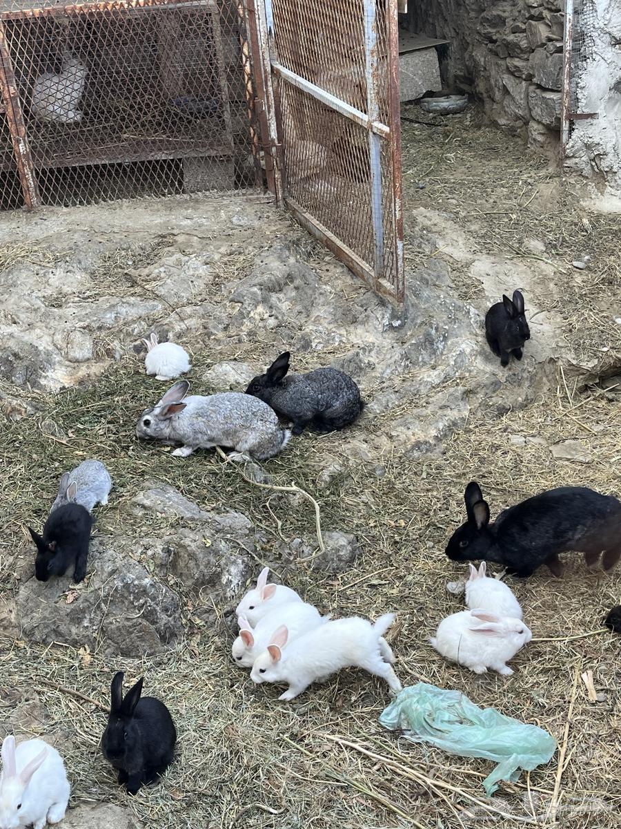 Rabbits64514914152833113