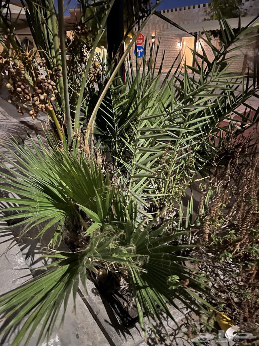 Palm Tree and Its 3 Offspring64516268379011112