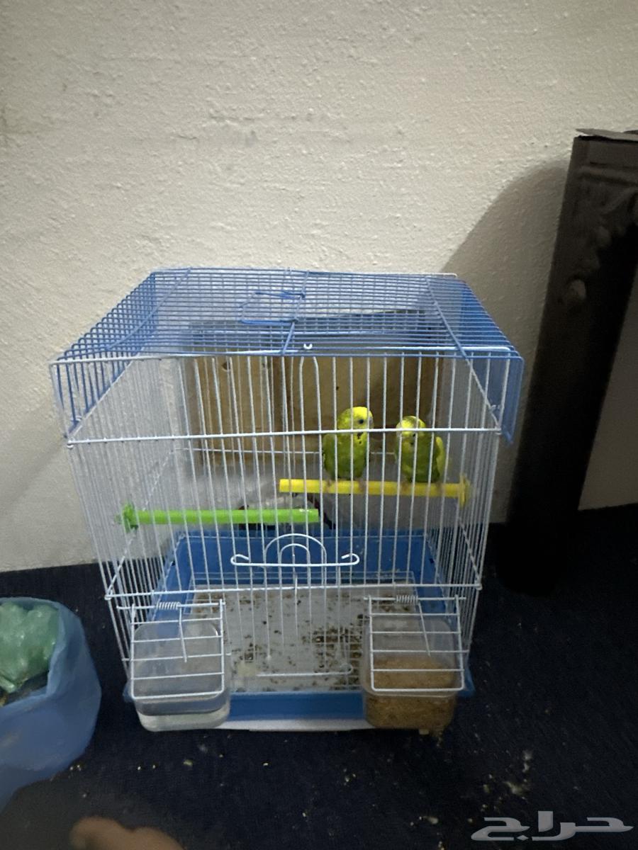 Tayor Yazji64513631898627111