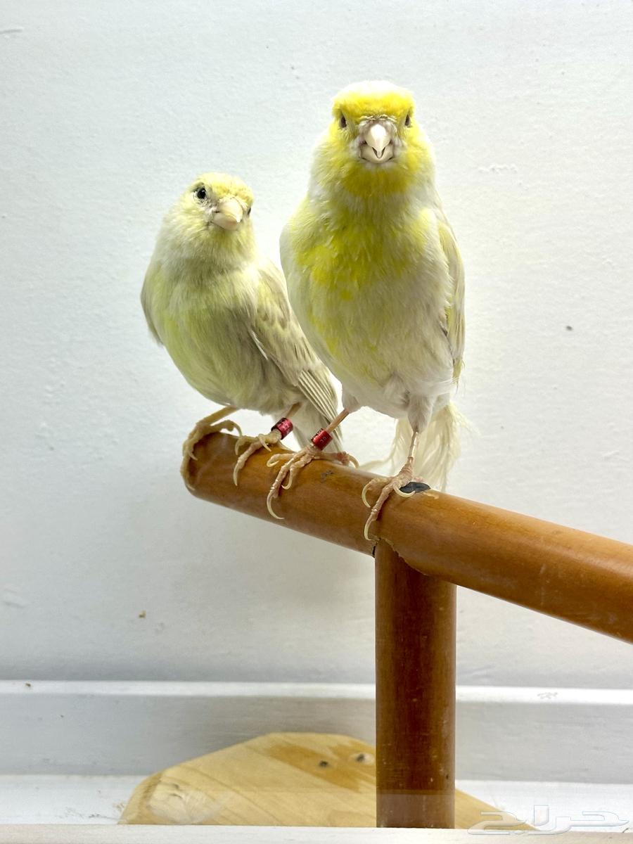 جوز كناري منتج64517006503681111