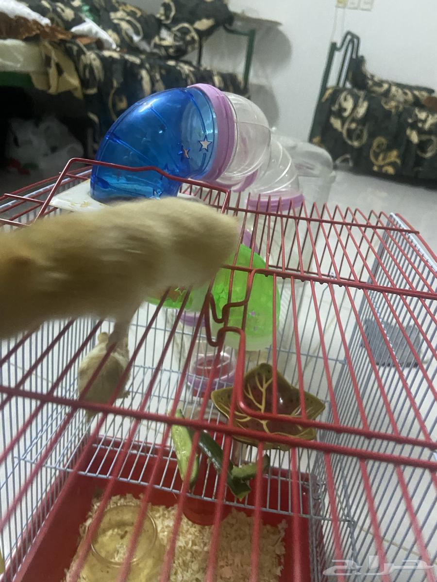 همتارو منهم خمسه للبيع علا السوم64516978434689112