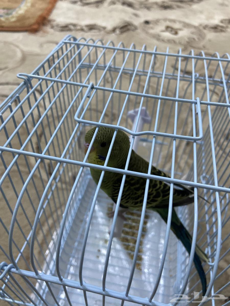 طير بادجي (اليف)64516141725314111