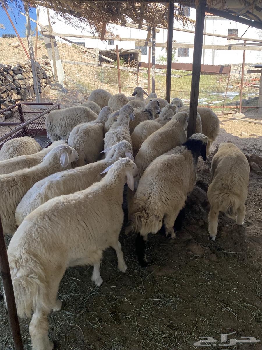 صيادة بني مالك64515361279873112