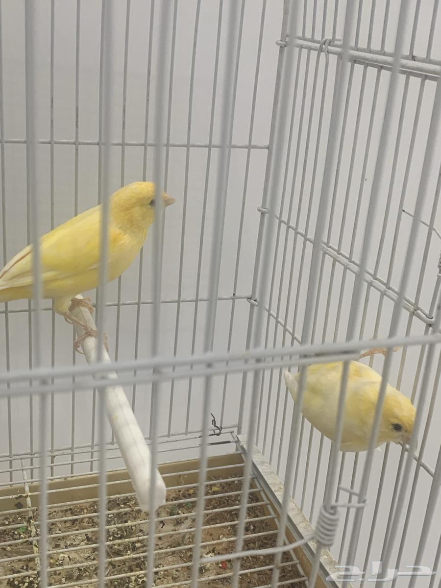 جوز كناري سوري64516211871875111