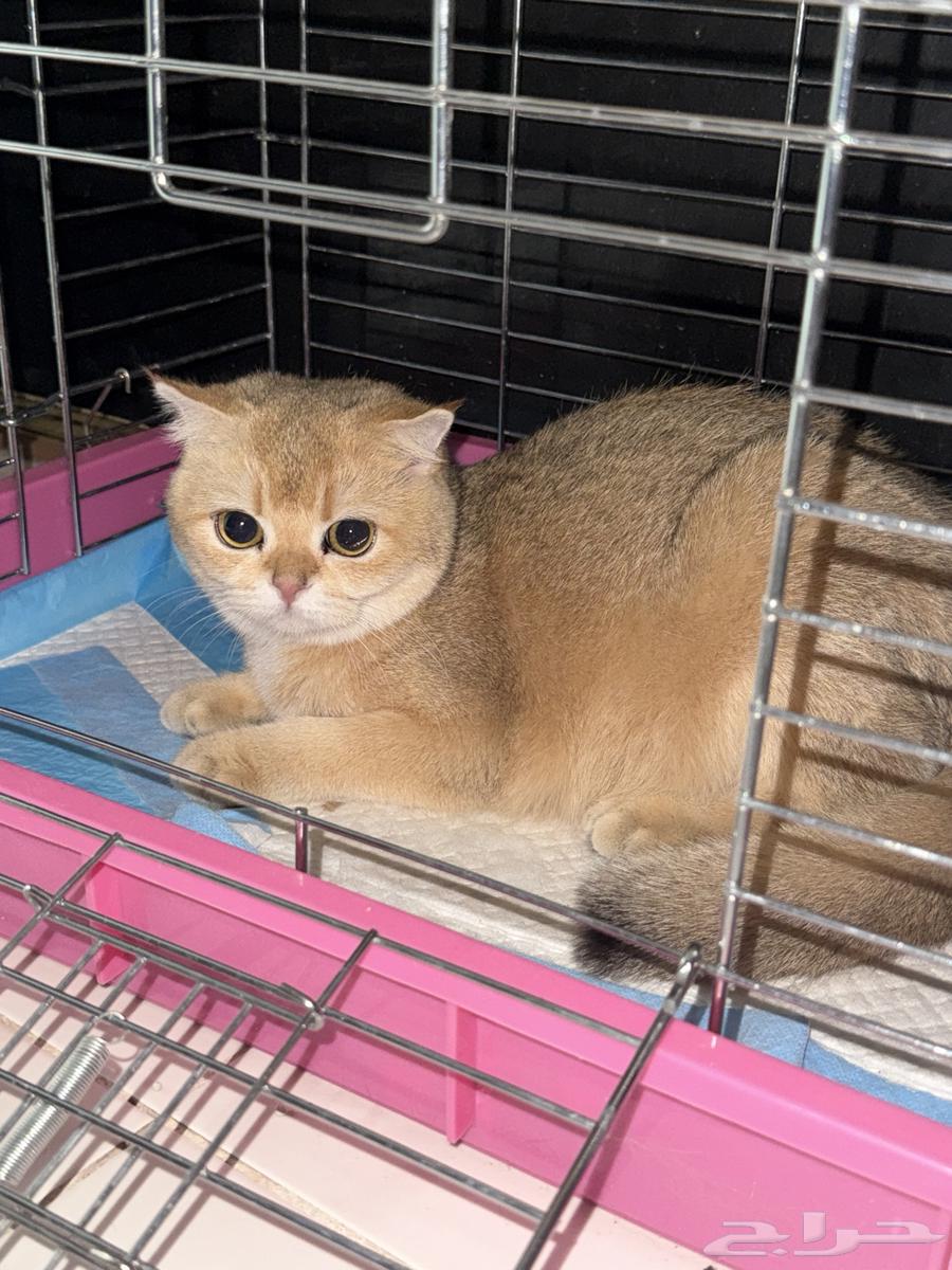 سكوتش انثى فولد NY12 للبيع64511801325058110