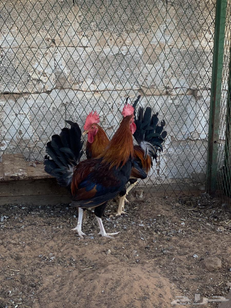 ديوك عربيه ترثه64518549975554112