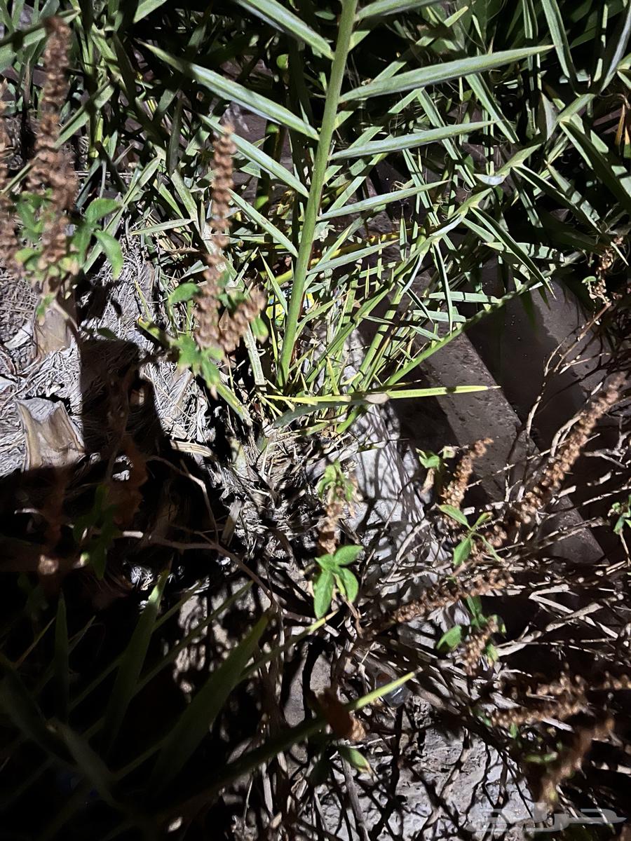 Palm Tree and Its 3 Offspring64516268379011110