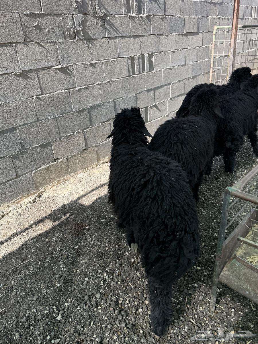 طليان نعيم عرب الإعمار 4 5 شهور تم البيع64512469190913111