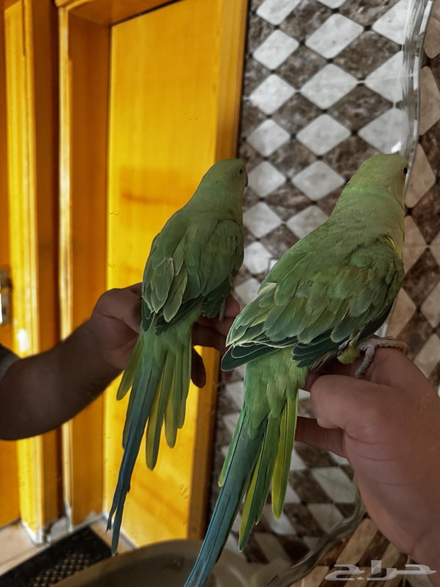 ببغاء دره اليف64515053134211110