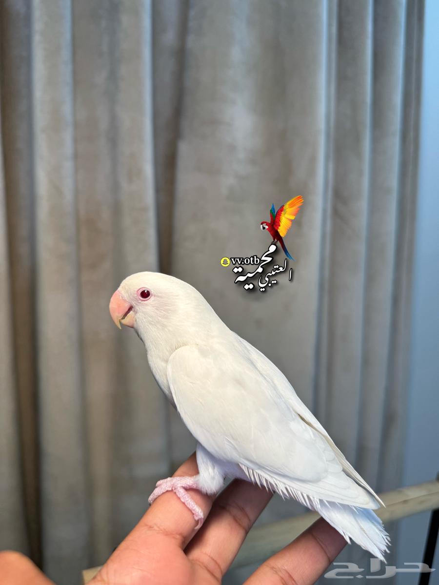 فرخ روز البينو اليف64518018500098110