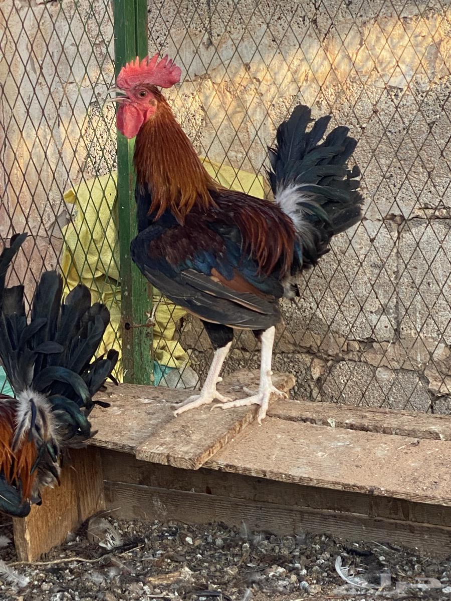 ديوك عربيه ترثه64518549975554114