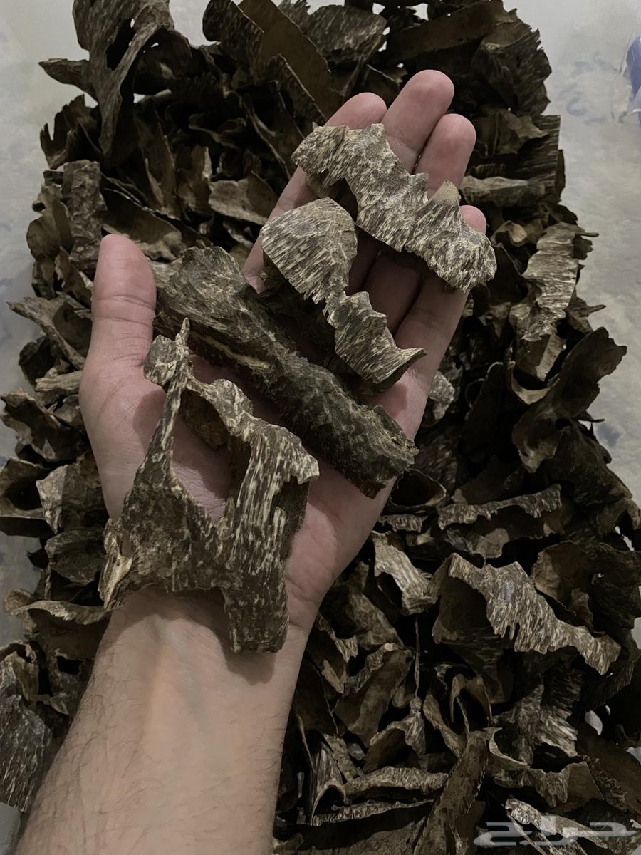 عود فيتنامي طبيعي64516268387074112