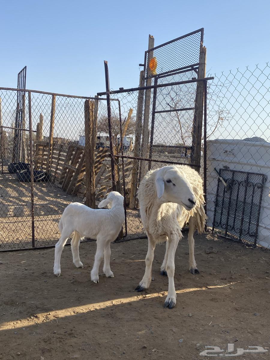 نعجة حبصية جرم والد(تم البيع)64515626022401112