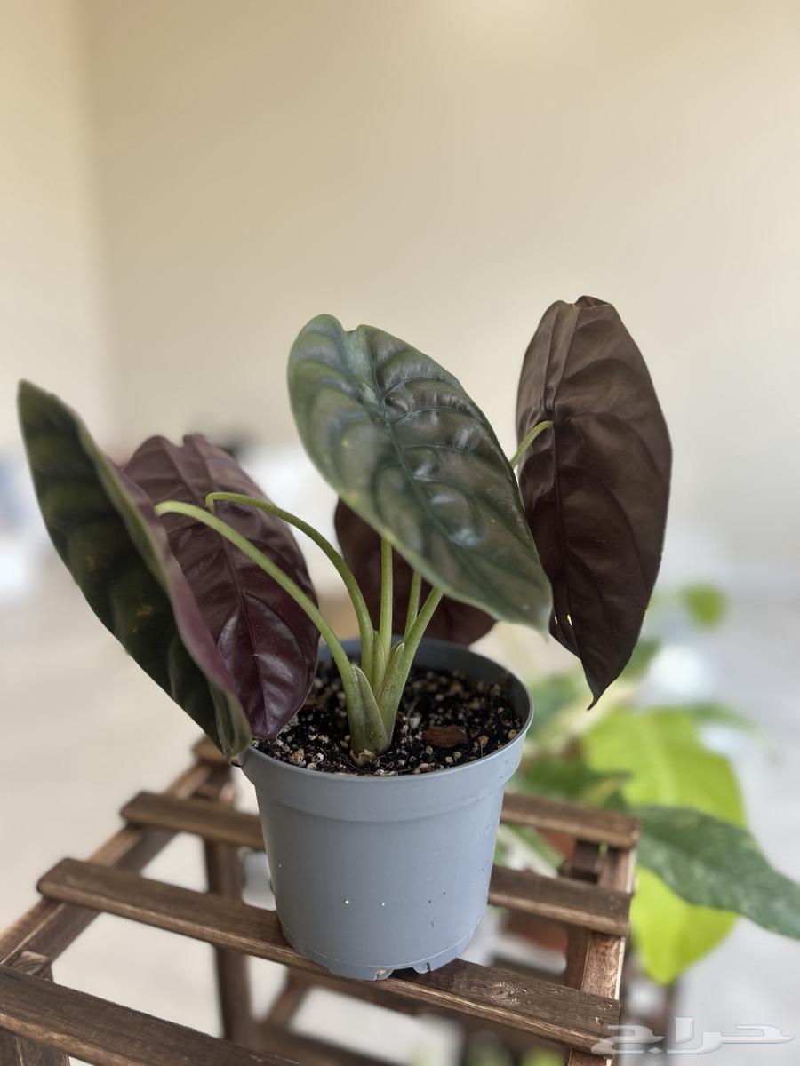 نباتات داخلية منزلية مميزة64517677098883113