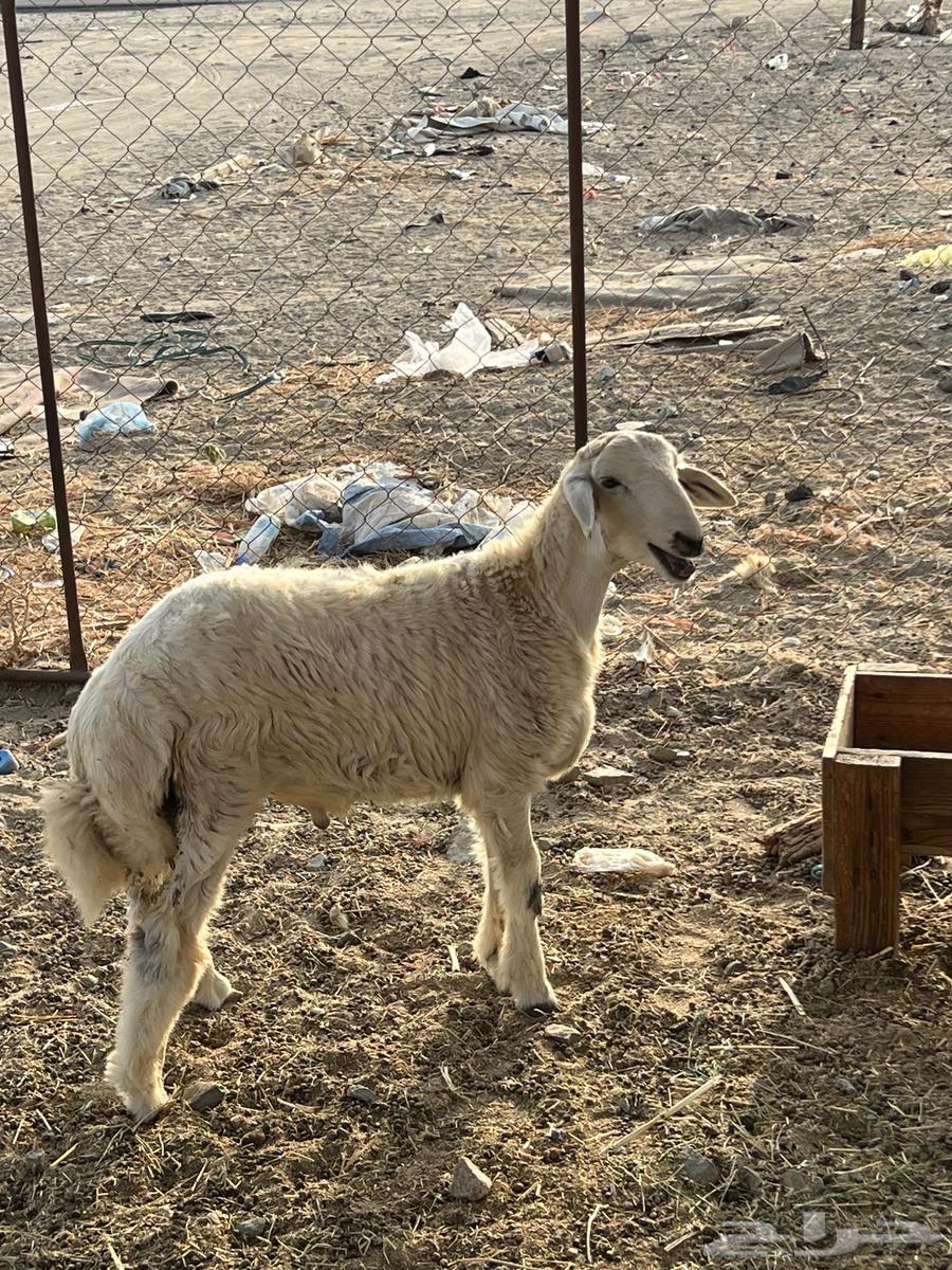 طلى حرى ( تم البيع )64512497129217110