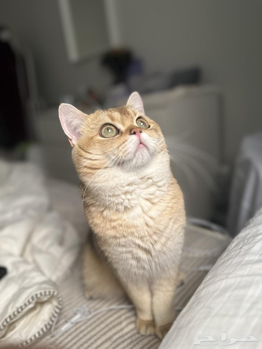 Scotch Street for Mating64516453070082110