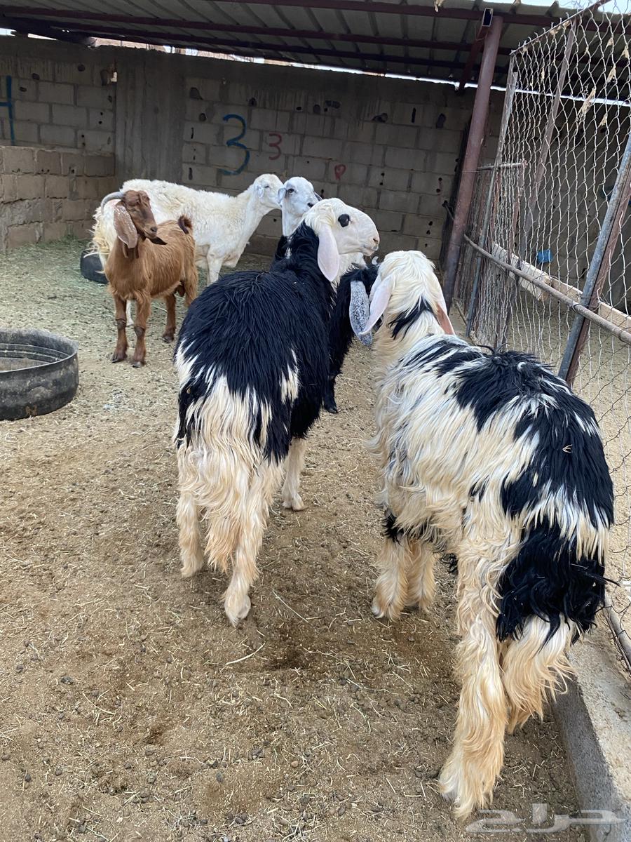 تيوس وخرفان للبيع64516310895491113