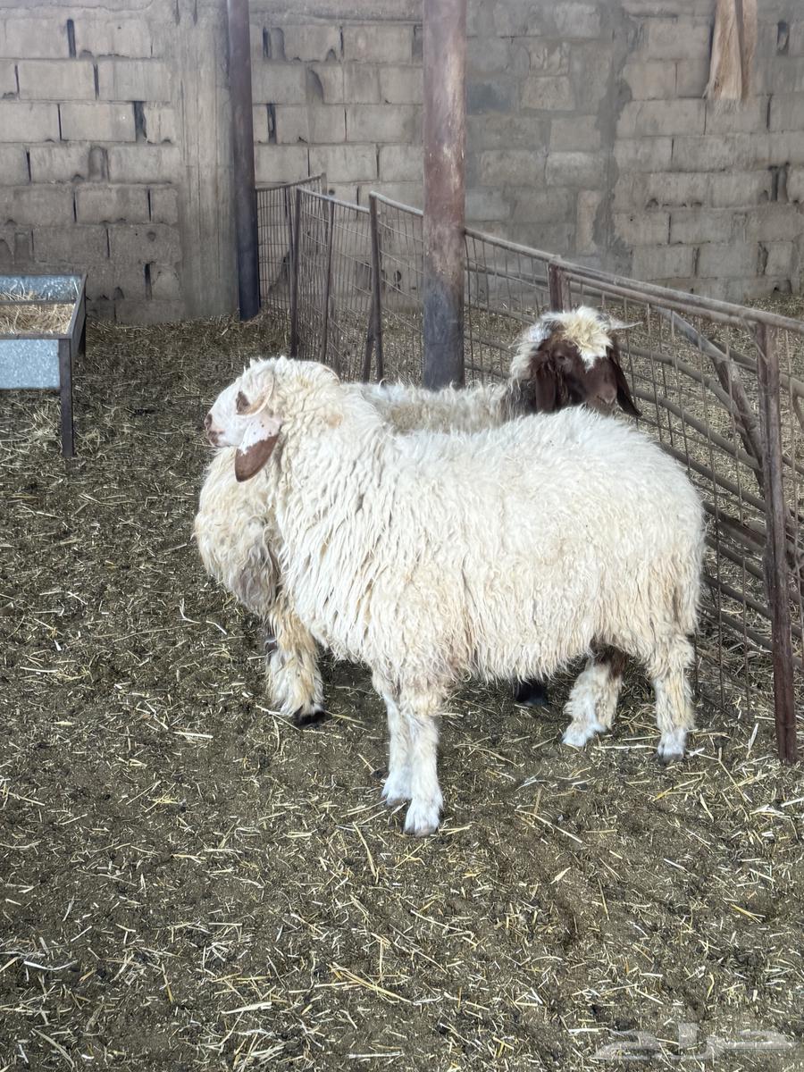 للبيع خرفان نعيم ظهورها فل64514706350083110