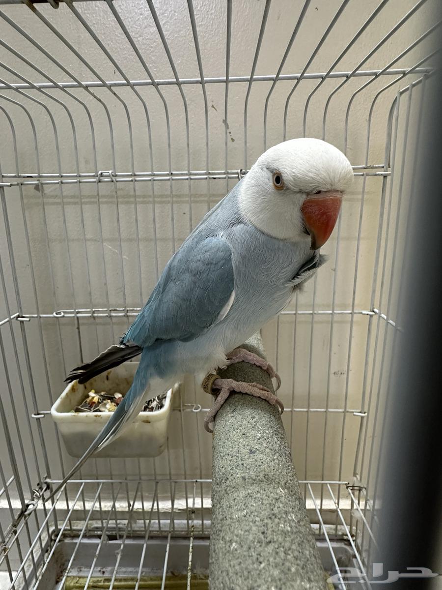 دره كلير هيد كلير تيل متكلم64516611127682111