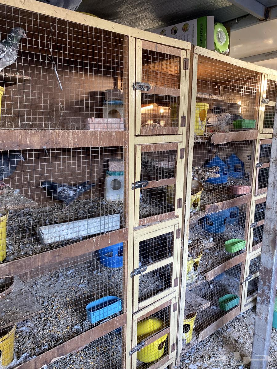 خانه طيور حمام مستعمل تقريبا سنتين64515500837379113