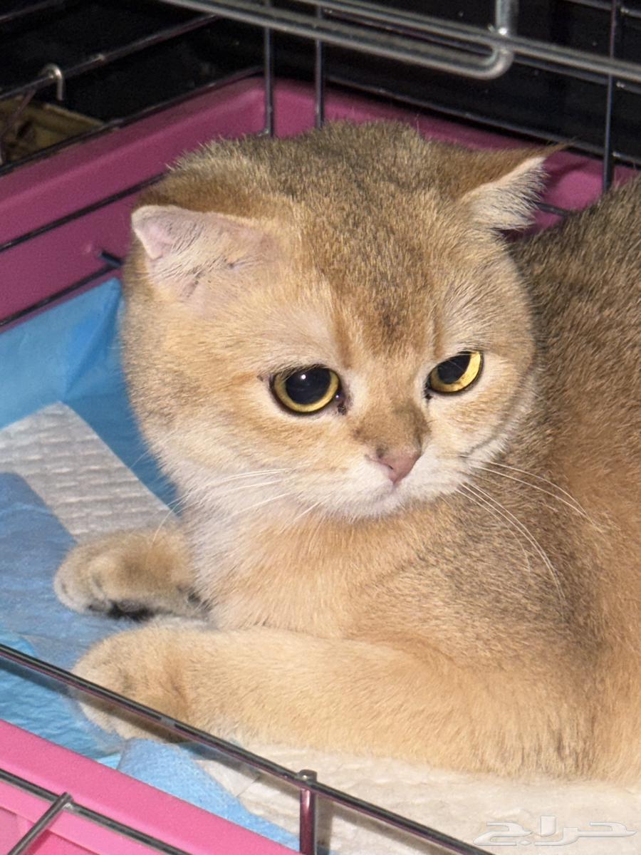 سكوتش انثى فولد NY12 للبيع64511801325058112