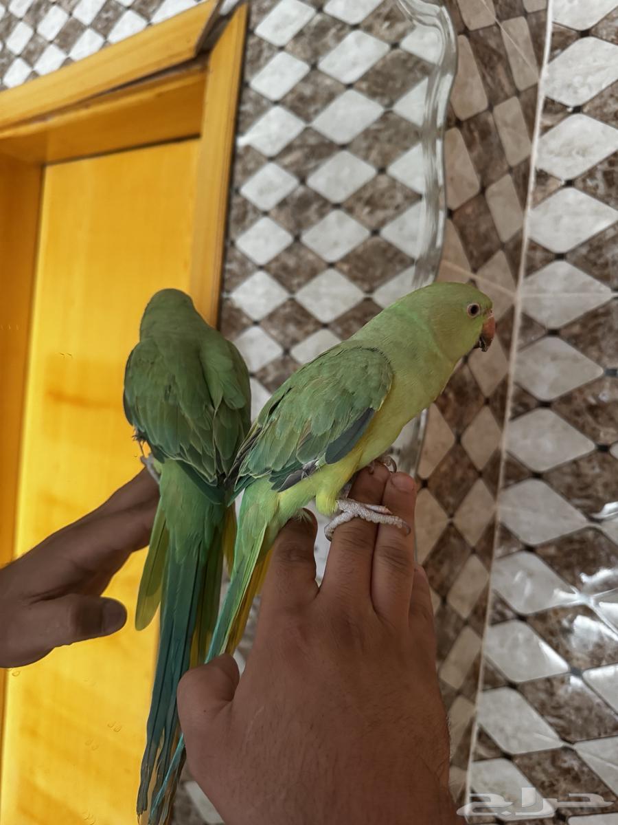 ببغاء دره اليف64515053134211112