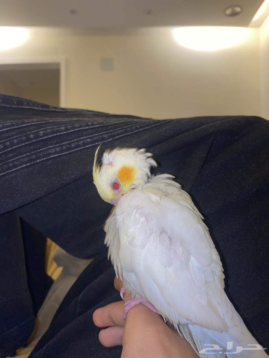 كروان اليف هدد64511815333634111