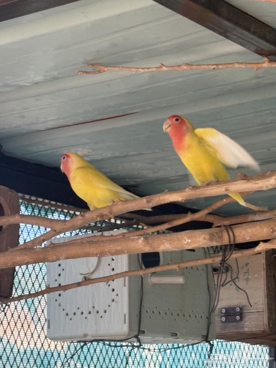 جوز روز منتج علا الشرط64516739651457113