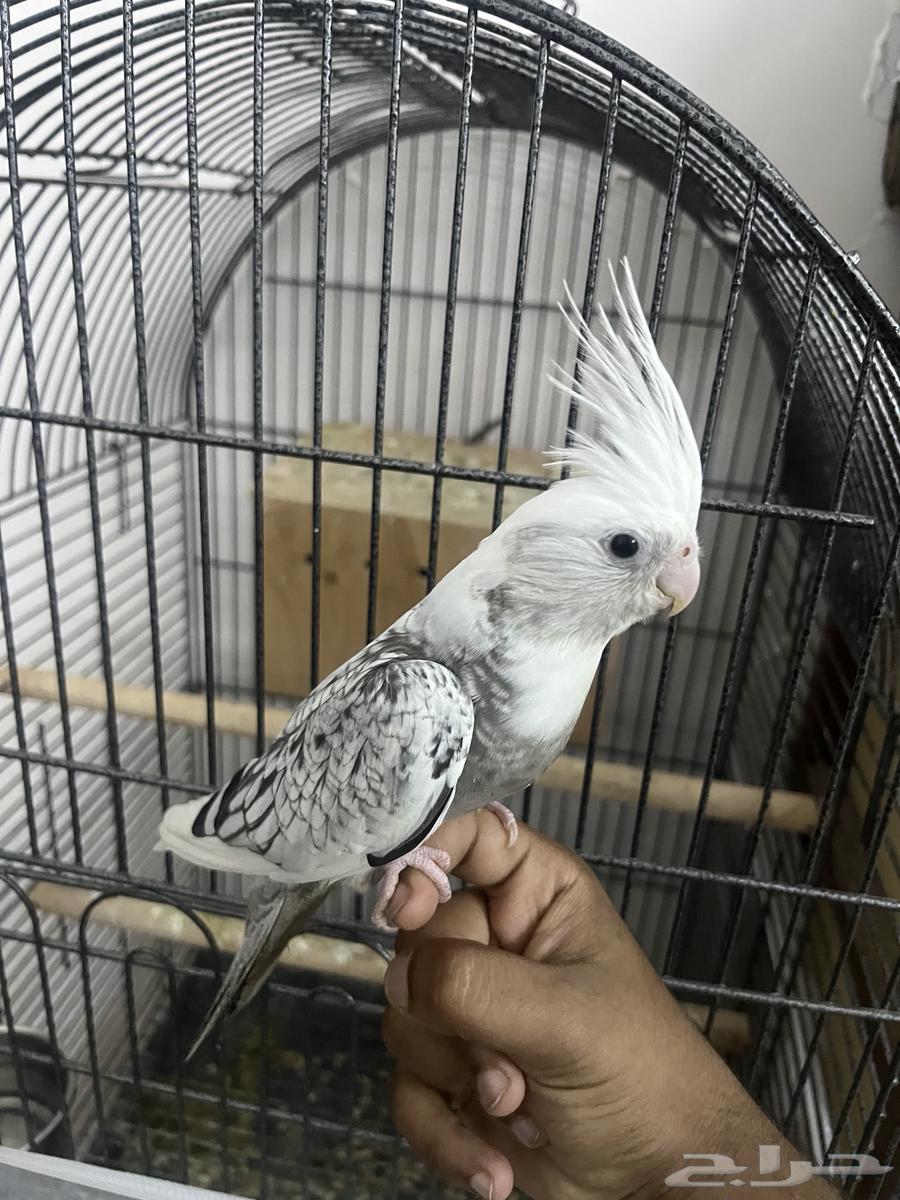 كروان هولندي64512980956929110