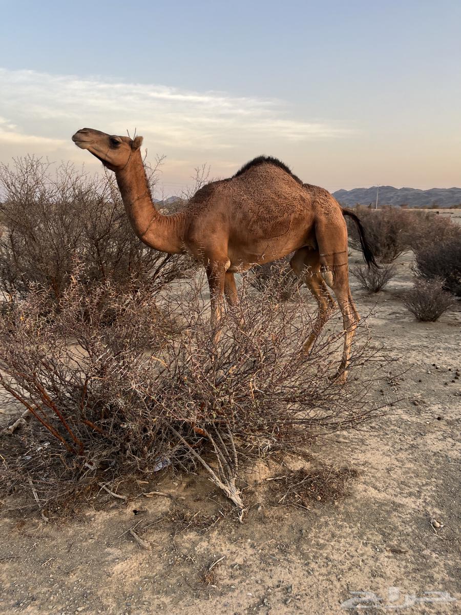 للبيع بكره64517348035202113