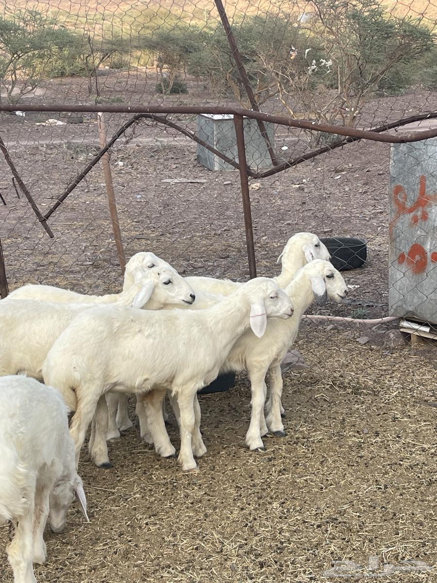 رخال فواخر تمم البيع64513770083330114