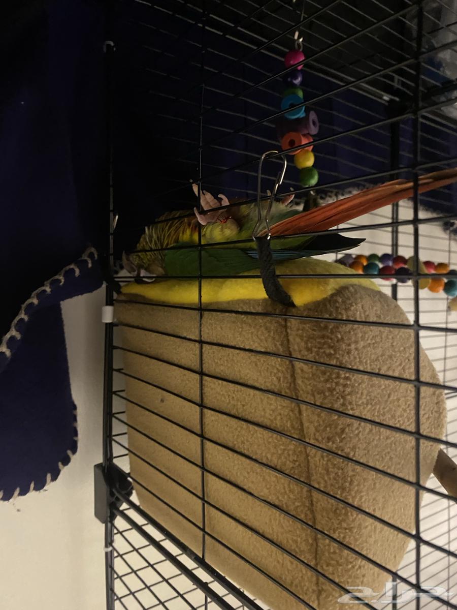 ببغاء64517775484162114