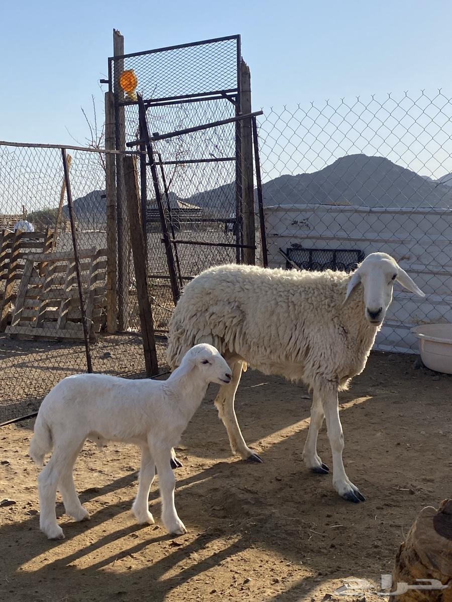 نعجة حبصية جرم والد(تم البيع)64515626022401110