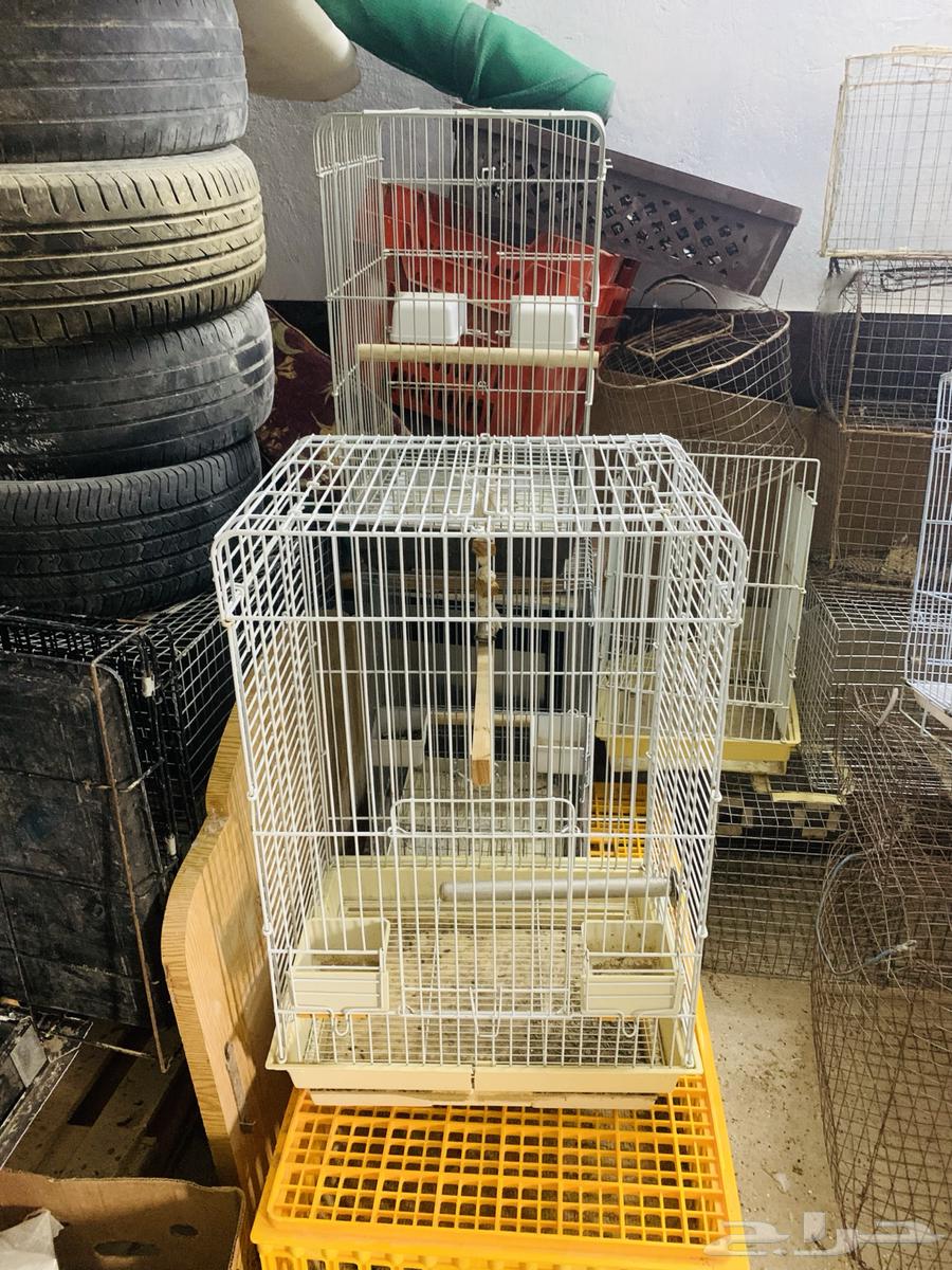 Clean large parrot cages64514444628099113