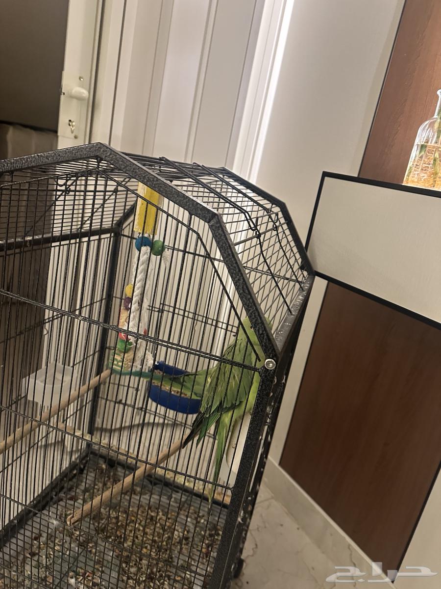عصافير للبيع64515598137346110