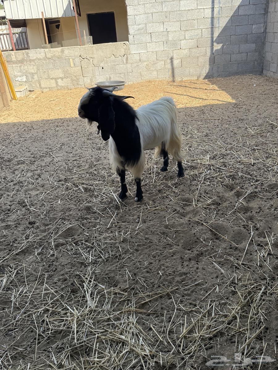 Male goat, stud, occasional64512566748163113
