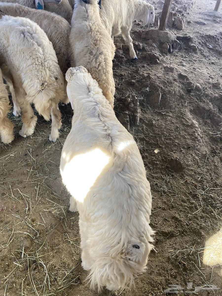 صيادة بني مالك64515361279873114