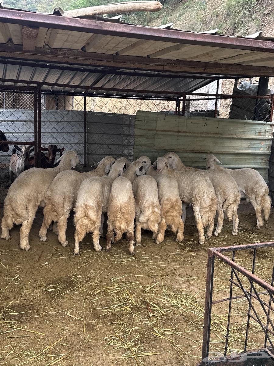 طليان رخال غنم ظان64517648559363111